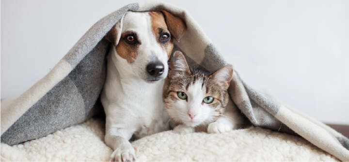 Angebote Einstiegsbanner Haustier